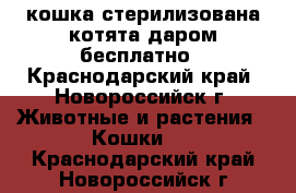 кошка стерилизована котята даром бесплатно - Краснодарский край, Новороссийск г. Животные и растения » Кошки   . Краснодарский край,Новороссийск г.